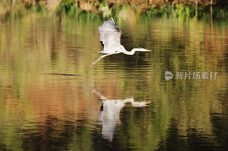 大蓝鹭Ardea herodias